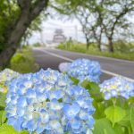 墨俣あじさい街道、6月夏の花、岐阜県大垣市の観光・撮影スポットの画像と写真
