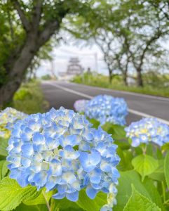墨俣あじさい街道、6月夏の花、岐阜県大垣市の観光・撮影スポットの画像と写真