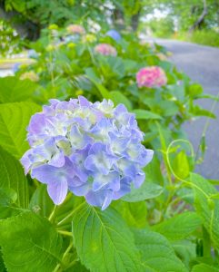 墨俣あじさい街道、6月夏の花、岐阜県大垣市の観光・撮影スポットの画像と写真