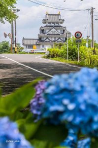 墨俣あじさい街道、あじさい、6月夏の花、岐阜県大垣市の観光・撮影スポットの画像と写真