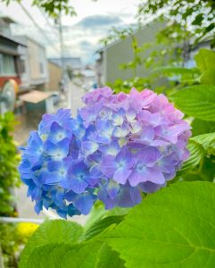 墨俣あじさい街道、6月夏の花、岐阜県大垣市の観光・撮影スポットの画像と写真