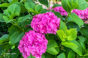 墨俣あじさい街道、あじさい、6月夏の花、岐阜県大垣市の観光・撮影スポットの画像と写真