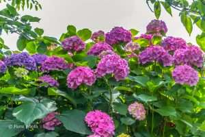 墨俣あじさい街道、あじさい、6月夏の花、岐阜県大垣市の観光・撮影スポットの画像と写真