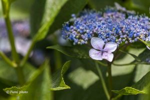 墨俣あじさい街道、あじさい、6月夏の花、岐阜県大垣市の観光・撮影スポットの画像と写真