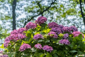 墨俣あじさい街道、あじさい、6月夏の花、岐阜県大垣市の観光・撮影スポットの画像と写真