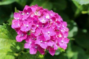大塚性海寺歴史公園、あじさい、5月夏の花、愛知県稲沢市の観光・撮影スポットの画像と写真