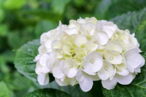 大塚性海寺歴史公園、あじさい、5月夏の花、愛知県稲沢市の観光・撮影スポットの画像と写真