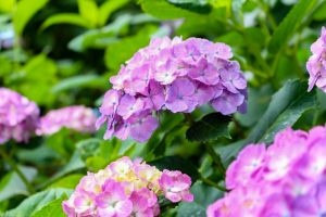 大塚性海寺歴史公園、あじさい、5月夏の花、愛知県稲沢市の観光・撮影スポットの画像と写真