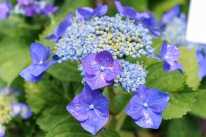 大塚性海寺歴史公園、あじさい、5月夏の花、愛知県稲沢市の観光・撮影スポットの画像と写真