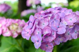 大塚性海寺歴史公園、あじさい、5月夏の花、愛知県稲沢市の観光・撮影スポットの画像と写真