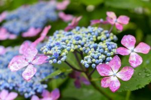 大塚性海寺歴史公園、あじさい、5月夏の花、愛知県稲沢市の観光・撮影スポットの画像と写真
