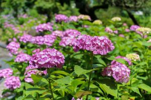 大塚性海寺歴史公園、あじさい、5月夏の花、愛知県稲沢市の観光・撮影スポットの画像と写真