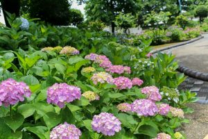 大塚性海寺歴史公園、あじさい、5月夏の花、愛知県稲沢市の観光・撮影スポットの画像と写真