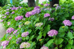 大塚性海寺歴史公園、あじさい、5月夏の花、愛知県稲沢市の観光・撮影スポットの画像と写真