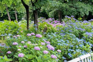大塚性海寺歴史公園、あじさい、5月夏の花、愛知県稲沢市の観光・撮影スポットの画像と写真