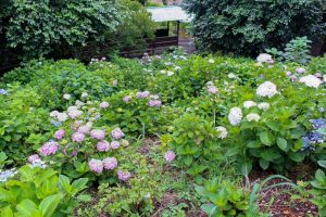大塚性海寺歴史公園、あじさい、5月夏の花、愛知県稲沢市の観光・撮影スポットの画像と写真
