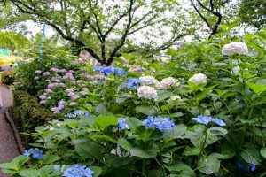 大塚性海寺歴史公園、あじさい、5月夏の花、愛知県稲沢市の観光・撮影スポットの画像と写真