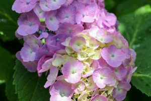 大塚性海寺歴史公園、あじさい、5月夏の花、愛知県稲沢市の観光・撮影スポットの画像と写真