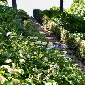 大塚性海寺歴史公園、あじさい、6月夏の花、愛知県豊橋市の観光・撮影スポットの画像と写真