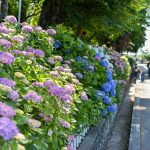 大塚性海寺歴史公園、あじさい、6月夏の花、愛知県豊橋市の観光・撮影スポットの画像と写真
