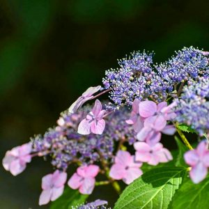 大塚性海寺歴史公園、あじさい、6月夏の花、愛知県豊橋市の観光・撮影スポットの画像と写真