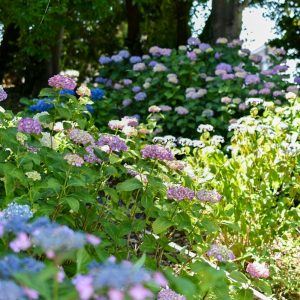 大塚性海寺歴史公園、あじさい、6月夏の花、愛知県豊橋市の観光・撮影スポットの画像と写真