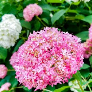 大塚性海寺歴史公園、あじさい、6月夏の花、愛知県稲沢市の観光・撮影スポットの画像と写真