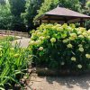 大塚性海寺歴史公園、あじさい、6月夏の花、愛知県豊橋市の観光・撮影スポットの画像と写真