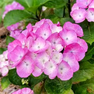 大塚性海寺歴史公園、あじさい、6月夏の花、愛知県稲沢市の観光・撮影スポットの画像と写真