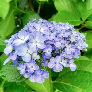 大塚性海寺歴史公園、あじさい、6月夏の花、愛知県稲沢市の観光・撮影スポットの画像と写真
