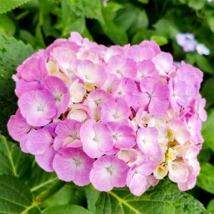 大塚性海寺歴史公園、あじさい、6月夏の花、愛知県稲沢市の観光・撮影スポットの画像と写真