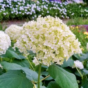 大塚性海寺歴史公園、あじさい、6月夏の花、愛知県稲沢市の観光・撮影スポットの画像と写真