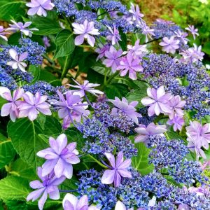 大塚性海寺歴史公園、あじさい、6月夏の花、愛知県稲沢市の観光・撮影スポットの画像と写真