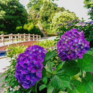大塚性海寺歴史公園、あじさい、6月夏の花、愛知県豊橋市の観光・撮影スポットの画像と写真