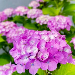 大塚性海寺歴史公園、あじさい、6月夏の花、愛知県稲沢市の観光・撮影スポットの画像と写真