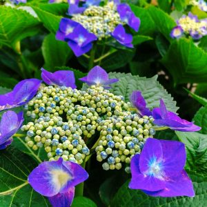大塚性海寺歴史公園、あじさい、6月夏の花、愛知県豊橋市の観光・撮影スポットの画像と写真