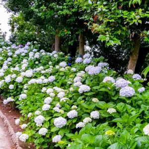 大塚性海寺歴史公園、あじさい、6月夏の花、愛知県稲沢市の観光・撮影スポットの画像と写真