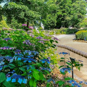 大塚性海寺歴史公園、あじさい、6月夏の花、愛知県豊橋市の観光・撮影スポットの画像と写真