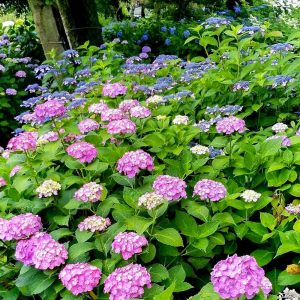 大塚性海寺歴史公園、あじさい、6月夏の花、愛知県稲沢市の観光・撮影スポットの画像と写真