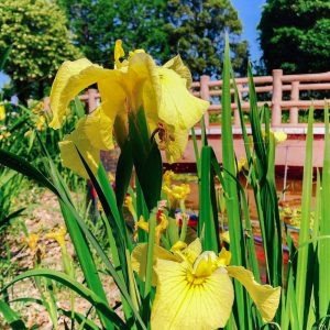 大塚性海寺歴史公園、あじさい、6月夏の花、愛知県豊橋市の観光・撮影スポットの画像と写真