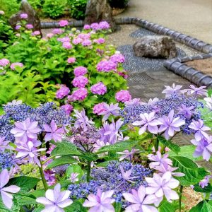 大塚性海寺歴史公園、あじさい、6月夏の花、愛知県稲沢市の観光・撮影スポットの画像と写真