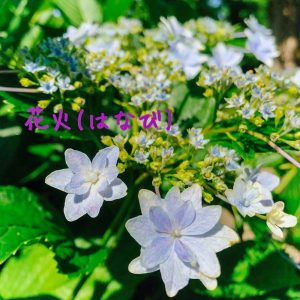 大塚性海寺歴史公園、あじさい、6月夏の花、愛知県豊橋市の観光・撮影スポットの画像と写真