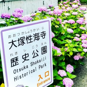 大塚性海寺歴史公園、あじさい、6月夏の花、愛知県稲沢市の観光・撮影スポットの画像と写真