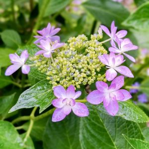 大塚性海寺歴史公園、あじさい、6月夏の花、愛知県稲沢市の観光・撮影スポットの画像と写真