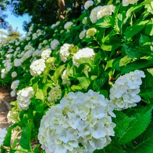 大塚性海寺歴史公園、あじさい、6月夏の花、愛知県豊橋市の観光・撮影スポットの画像と写真