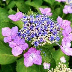 大塚性海寺歴史公園、あじさい、6月夏の花、愛知県稲沢市の観光・撮影スポットの画像と写真