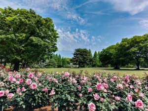 庄内緑地公園、バラ、5月夏の花、名古屋市西区の観光・撮影スポットの画像と写真
