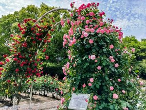 庄内緑地公園、バラ、5月夏の花、名古屋市西区の観光・撮影スポットの画像と写真