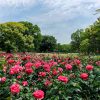 庄内緑地公園、バラ、5月夏の花、名古屋市西区の観光・撮影スポットの画像と写真