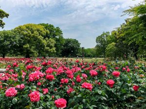 庄内緑地公園、バラ、5月夏の花、名古屋市西区の観光・撮影スポットの画像と写真